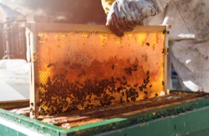 Beekeeping
