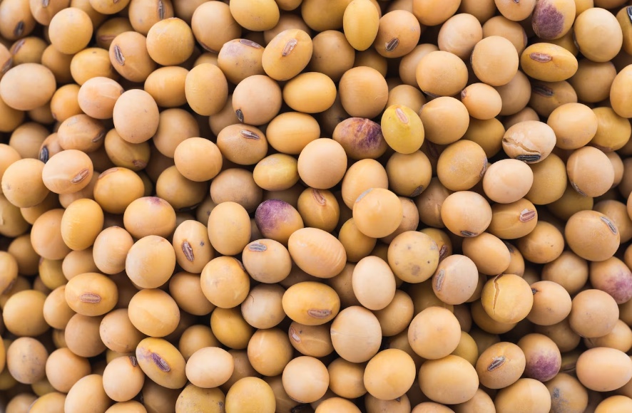 chickpeas
