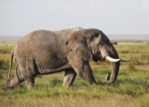 elephant