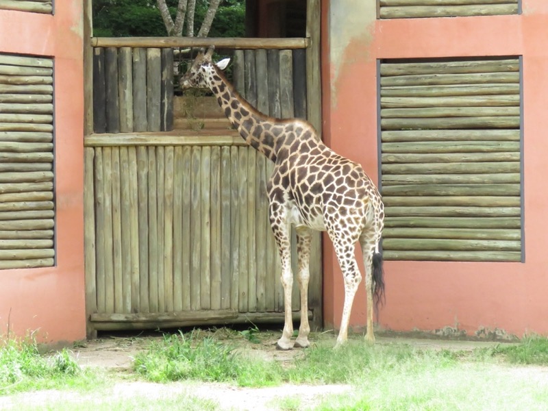 giraffe