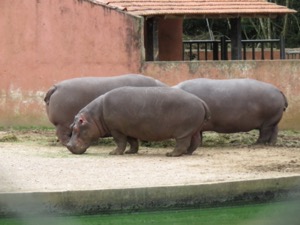 hippo