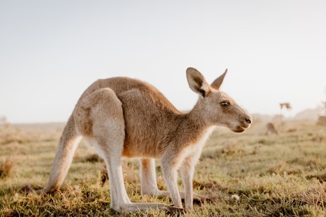 Kangaroo
