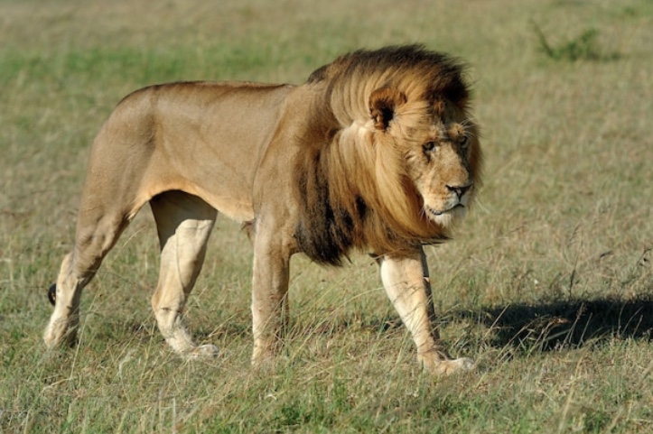 lion