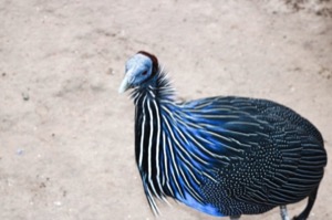 Peacock
