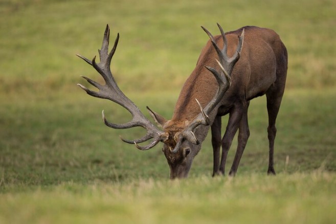 Stag
