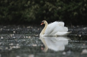 Swan
